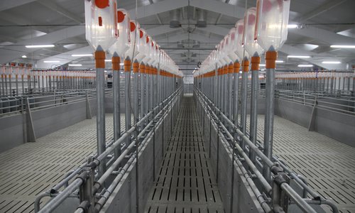 Строительство свиноводческого комплекса